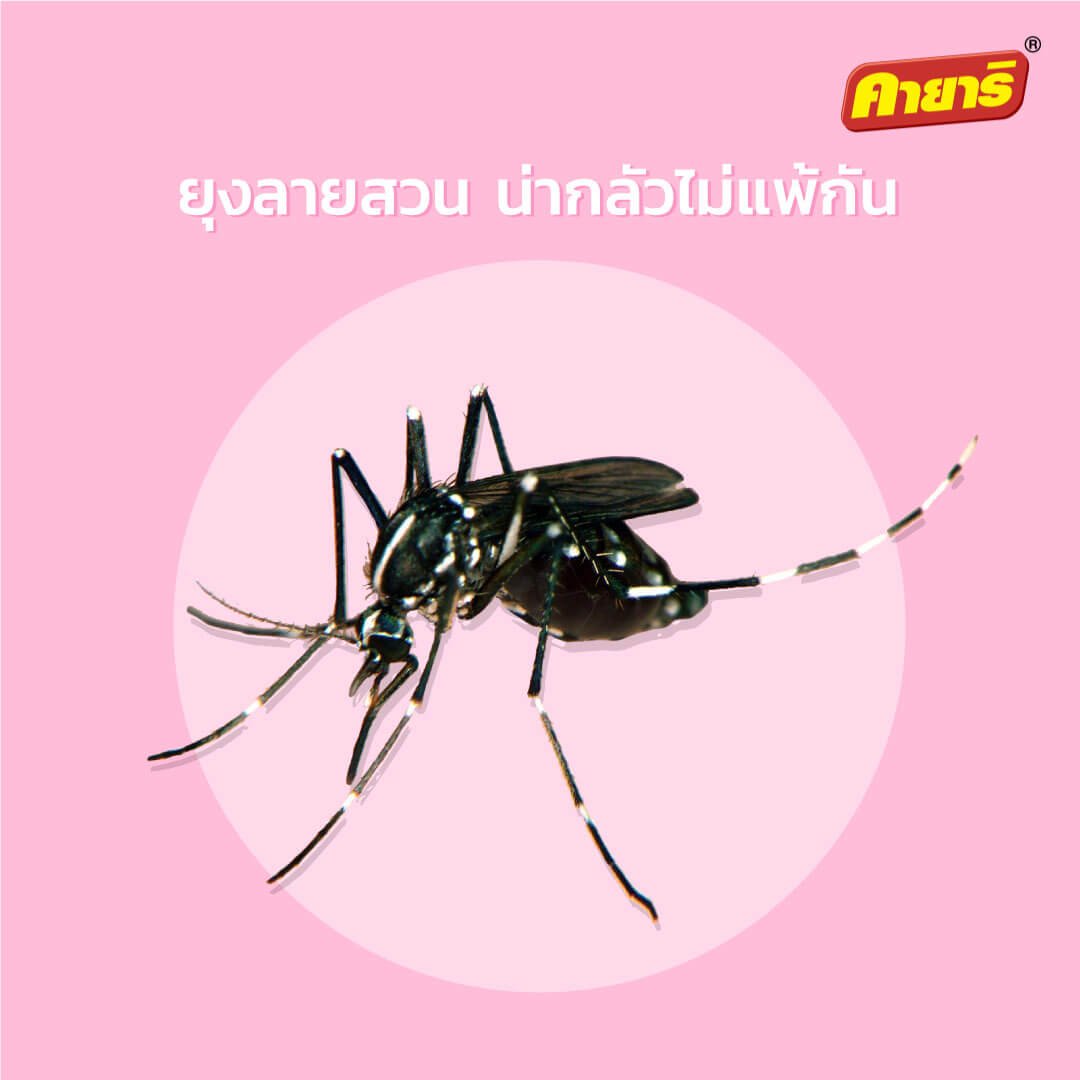 ยุงลายสวน น่ากลัวไม่แพ้กัน - Kayari ยุงลายสวน น่ากลัวไม่แพ้กัน - Kayari