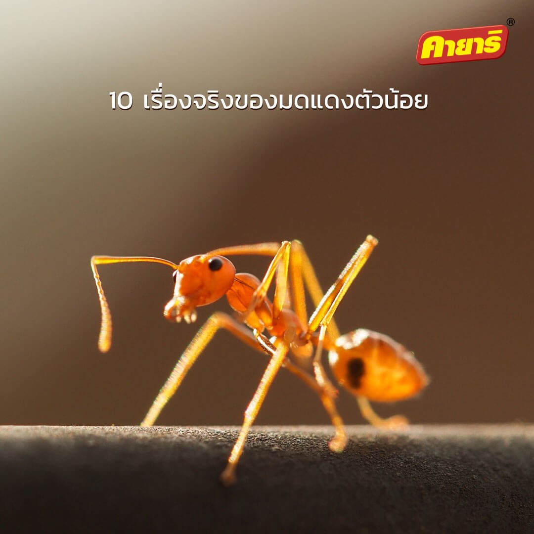 My Image 31