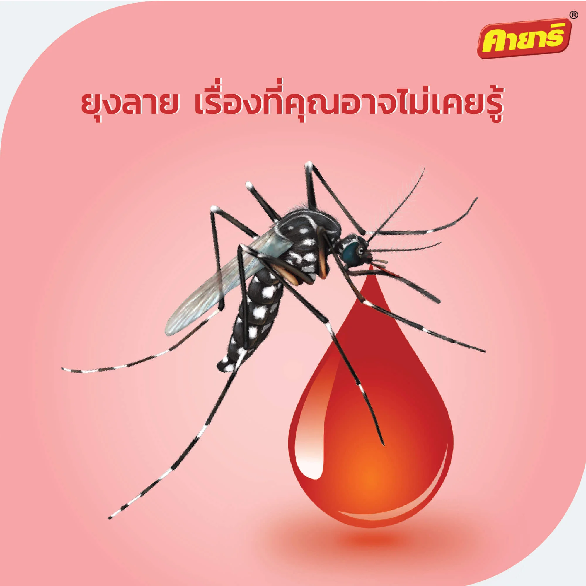 13 เรื่องน่ารู้ของยุงลาย - Kayari 13 เรื่องน่ารู้ของยุงลาย - Kayari