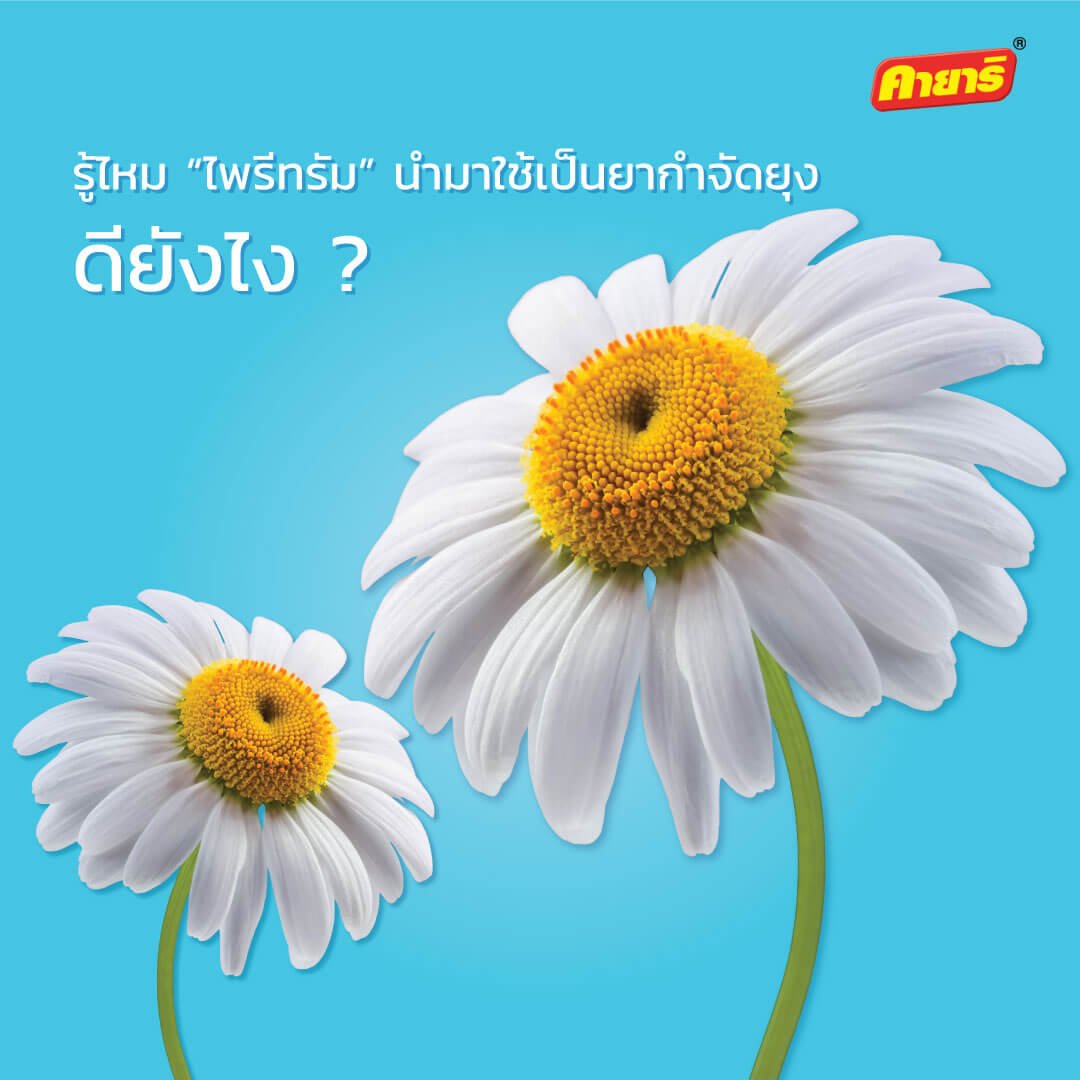 รู้ไหม? สารสกัดจากดอกไพรีทรัม นำมาใช้กำจัดยุงได้ - Kayari รู้ไหม? สารสกัดจากดอกไพรีทรัม นำมาใช้กำจัดยุงได้ - Kayari