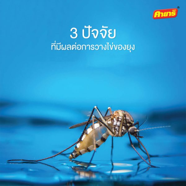 kayari-คายาริ-3 ปัจจัย ที่มีผลต่อการวางไข่ของยุง kayari-คายาริ-3 ปัจจัย ที่มีผลต่อการวางไข่ของยุง