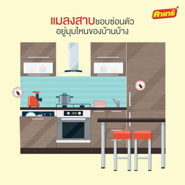 kayari-คายาริ-แมลงสาบ ชอบซ่อนตัว อยู่มุมไหนของบ้านบ้าง kayari-คายาริ-แมลงสาบ ชอบซ่อนตัว อยู่มุมไหนของบ้านบ้าง