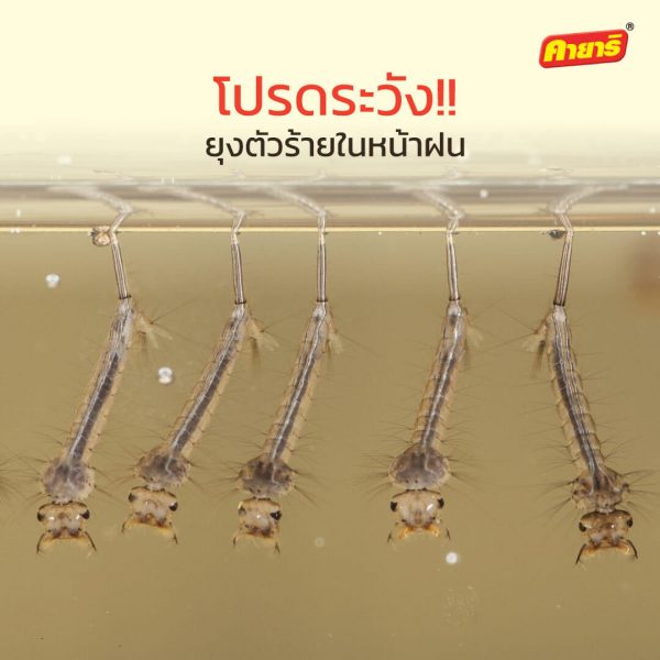 kayari-โปรดระวัง ยุงตัวร้าย ในหน้าฝน kayari-โปรดระวัง ยุงตัวร้าย ในหน้าฝน